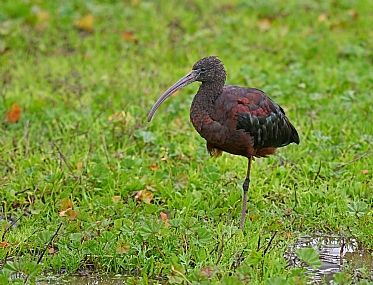 מגלן מתרגל שווי משקל.