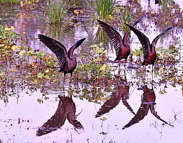 שישה מגלנים