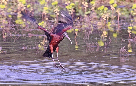 מוכן לנחיתה