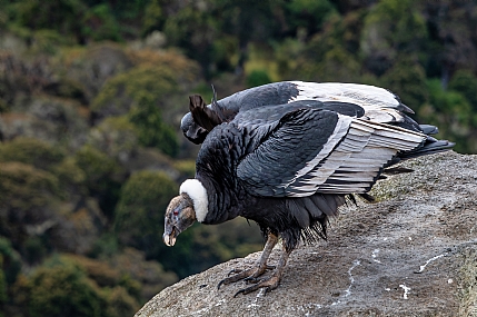 קונדור האנדים