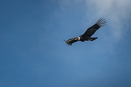 קונדור האנדים