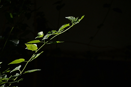 האור שבחושך