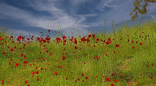 נקודות חן אדמדמות