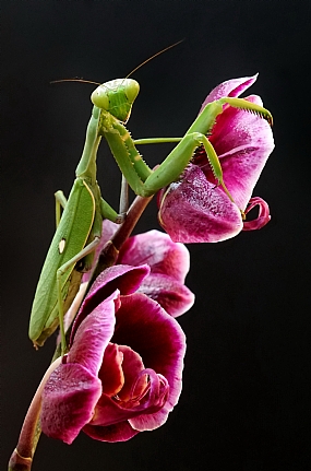 גמל שלמה ירוק