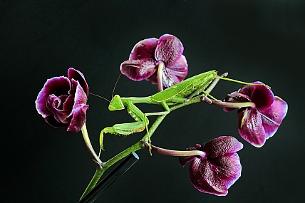 ירוק בעיניים