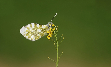 ירוק כנף טלוא