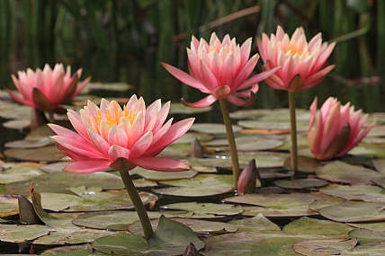 נימפאות (שושנת מים) 2