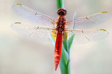 כנפי שפירית