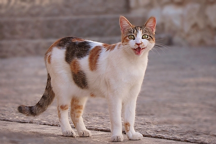 צילום: מלכה כהן