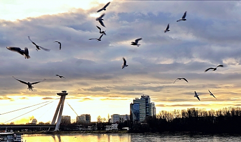 גשר על הדנובה