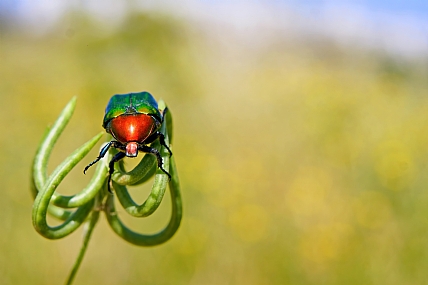 נחושתנית הקוצים
