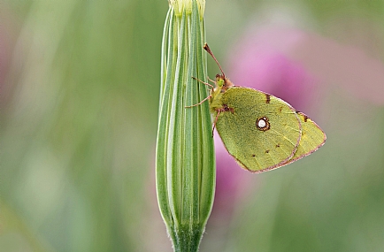 צהבוני התלתן
