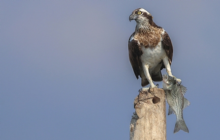 גד בס מבואס