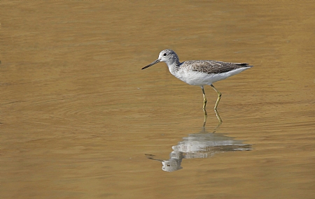 ביצנית ירוקת רגל
