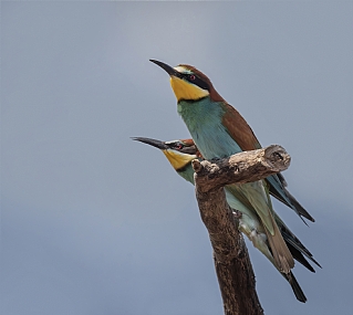 שרקרקים ,זוג על ענף