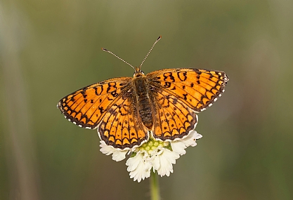 כתמית הדרדר
