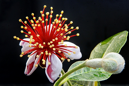 פריחה מתפרצת