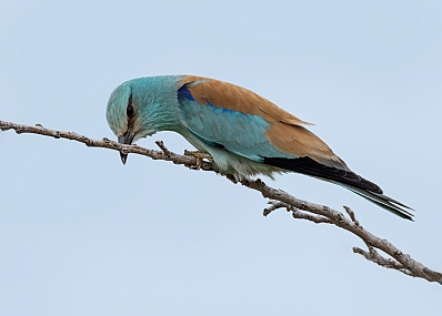 ציפור , כחל על ענף