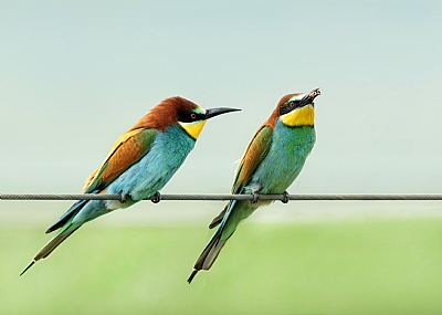 זוג שרקרקים. זכר ונקבה