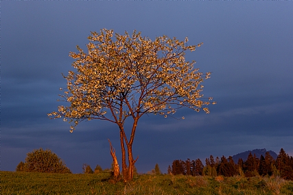 העץ המוזהב | עץ מואר בשקיעה