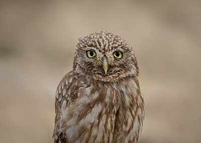 כוס החורבות צעיר