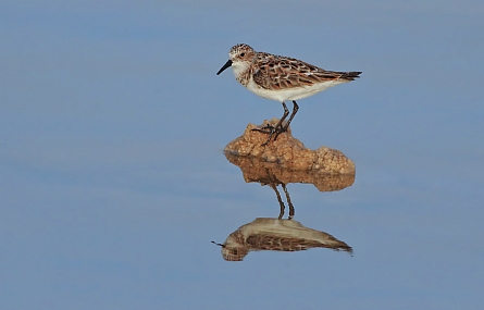 חופית קטנה -כפולה