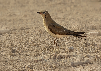 שדמית אדומת כנף