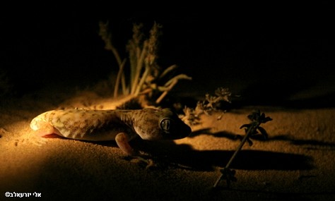 Desert Night life