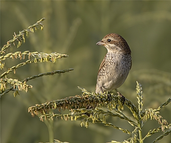 חנקן אדום גב