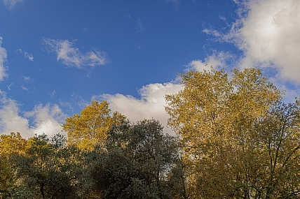 שלכת בעין חמד'