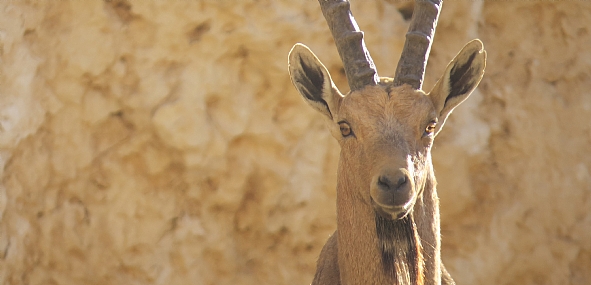 צילום: אליאן נחום