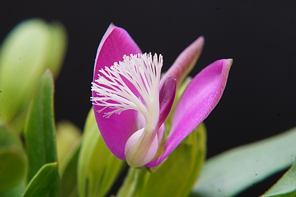 מרבה חלב הדסי