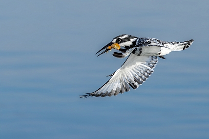שתיים במכה אחת