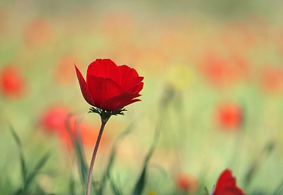 פריחת הכלנית