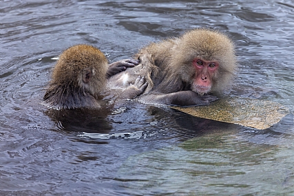 בטיפול | קופי המקוק