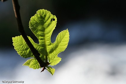 מינימליסטי