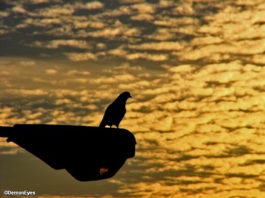מביטה אל האופק