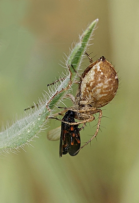 עכביש וטרפו