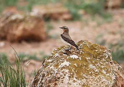 סלעית אירופאית