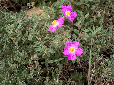 צילום: חיים פיינהנדלר