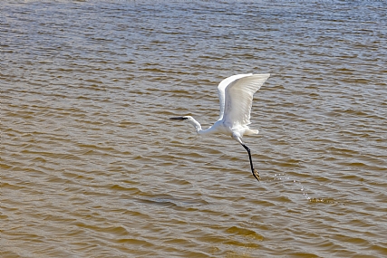 צילום: חיים פיינהנדלר