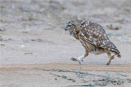 לאן אתה ממהר?
