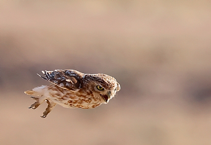 כוס חורבות בתעופה.