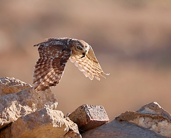 כוס חורבות שלל לגוזלים