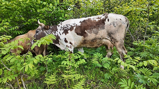 צילום: israel eliasi