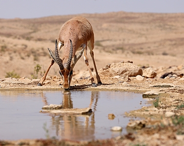 צבי הנגב שותה.