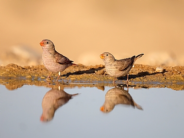 חצוצרן מדבר.