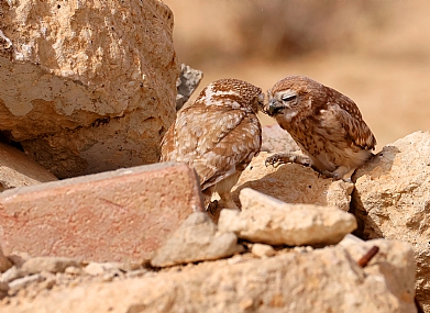 לבריאות חמוד שלי...