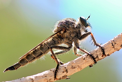 עמדת זינוק