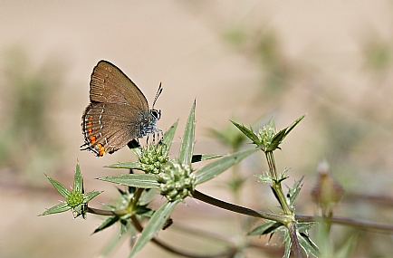 צילום: ישראל שדה